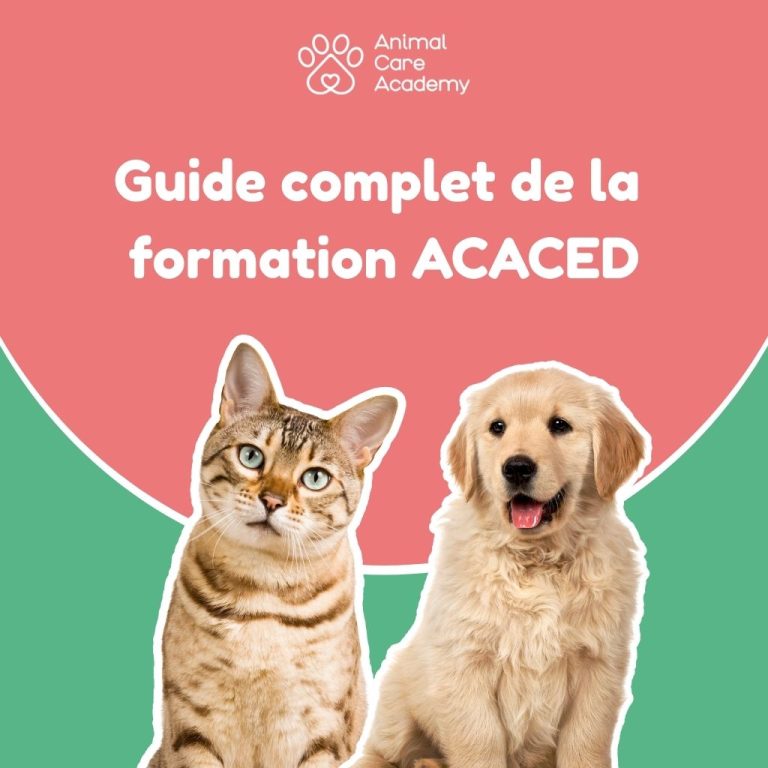 Guide complet formation ACACED Animal Care Academy
