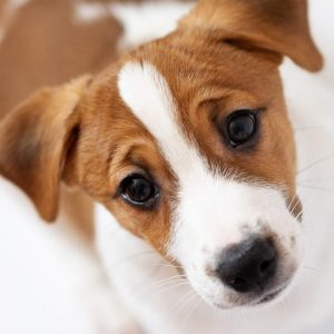 Formation ACACED - Chien