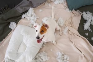 Chien stressé blog animal care academy