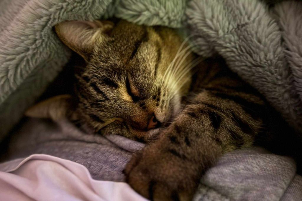 le bien-être animal animal care academy