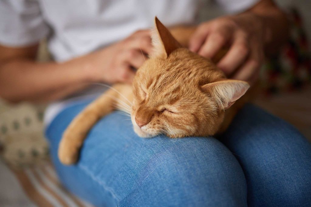 chat ostéopathe animal care academy