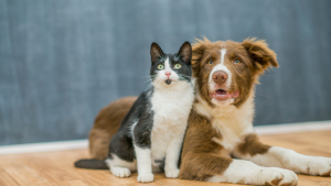 les-cinqs-libertes-chien&chat-4